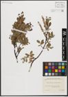 Foto von Salix waldsteiniana Willd.